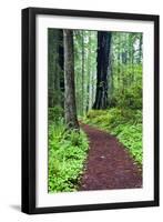 Hiking Trail in the Redwoods-Terry Eggers-Framed Photographic Print