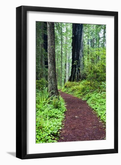 Hiking Trail in the Redwoods-Terry Eggers-Framed Photographic Print