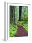 Hiking Trail in the Redwoods-Terry Eggers-Framed Photographic Print