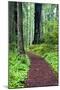 Hiking Trail in the Redwoods-Terry Eggers-Mounted Photographic Print