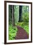 Hiking Trail in the Redwoods-Terry Eggers-Framed Photographic Print