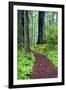 Hiking Trail in the Redwoods-Terry Eggers-Framed Photographic Print