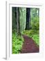 Hiking Trail in the Redwoods-Terry Eggers-Framed Photographic Print