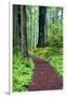 Hiking Trail in the Redwoods-Terry Eggers-Framed Photographic Print