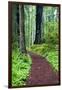 Hiking Trail in the Redwoods-Terry Eggers-Framed Photographic Print