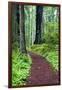 Hiking Trail in the Redwoods-Terry Eggers-Framed Photographic Print