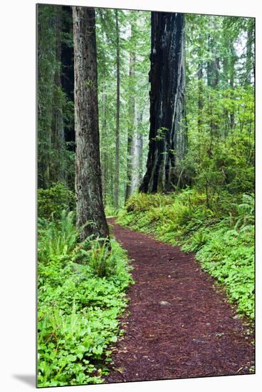 Hiking Trail in the Redwoods-Terry Eggers-Mounted Premium Photographic Print