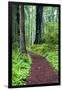 Hiking Trail in the Redwoods-Terry Eggers-Framed Premium Photographic Print