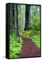 Hiking Trail in the Redwoods-Terry Eggers-Framed Stretched Canvas