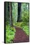 Hiking Trail in the Redwoods-Terry Eggers-Framed Stretched Canvas