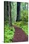 Hiking Trail in the Redwoods-Terry Eggers-Stretched Canvas