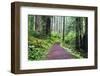 Hiking Trail in the Redwoods-Terry Eggers-Framed Photographic Print