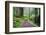 Hiking Trail in the Redwoods-Terry Eggers-Framed Photographic Print