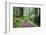 Hiking Trail in the Redwoods-Terry Eggers-Framed Photographic Print