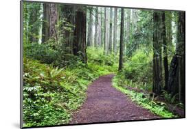 Hiking Trail in the Redwoods-Terry Eggers-Mounted Photographic Print