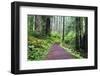 Hiking Trail in the Redwoods-Terry Eggers-Framed Premium Photographic Print