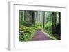 Hiking Trail in the Redwoods-Terry Eggers-Framed Premium Photographic Print