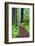 Hiking Trail in the Redwoods-Terry Eggers-Framed Photographic Print