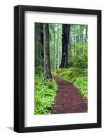 Hiking Trail in the Redwoods-Terry Eggers-Framed Photographic Print