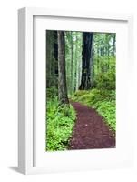 Hiking Trail in the Redwoods-Terry Eggers-Framed Photographic Print