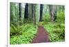 Hiking Trail in the Redwoods-Terry Eggers-Framed Photographic Print