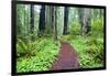 Hiking Trail in the Redwoods-Terry Eggers-Framed Photographic Print