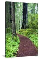 Hiking Trail in the Redwoods-Terry Eggers-Stretched Canvas