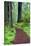 Hiking Trail in the Redwoods-Terry Eggers-Stretched Canvas