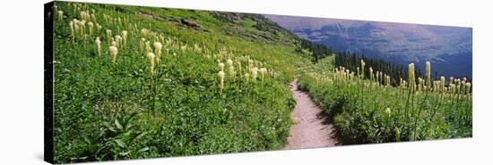 Hiking Trail with Beargrass (Xerophyllum Tenax) at Us Glacier National Park, Montana, USA-null-Stretched Canvas