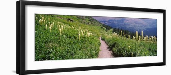 Hiking Trail with Beargrass (Xerophyllum Tenax) at Us Glacier National Park, Montana, USA-null-Framed Premium Photographic Print