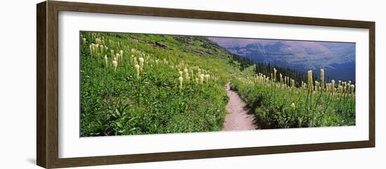 Hiking Trail with Beargrass (Xerophyllum Tenax) at Us Glacier National Park, Montana, USA-null-Framed Photographic Print