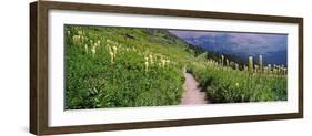 Hiking Trail with Beargrass (Xerophyllum Tenax) at Us Glacier National Park, Montana, USA-null-Framed Photographic Print