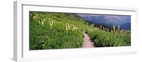 Hiking Trail with Beargrass (Xerophyllum Tenax) at Us Glacier National Park, Montana, USA-null-Framed Photographic Print