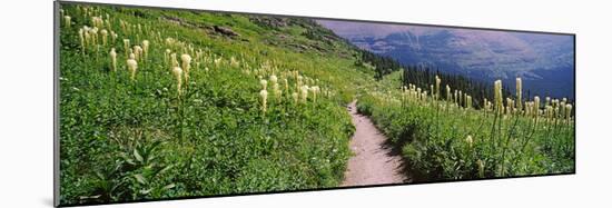 Hiking Trail with Beargrass (Xerophyllum Tenax) at Us Glacier National Park, Montana, USA-null-Mounted Photographic Print