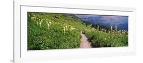 Hiking Trail with Beargrass (Xerophyllum Tenax) at Us Glacier National Park, Montana, USA-null-Framed Photographic Print