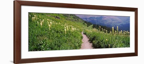 Hiking Trail with Beargrass (Xerophyllum Tenax) at Us Glacier National Park, Montana, USA-null-Framed Photographic Print