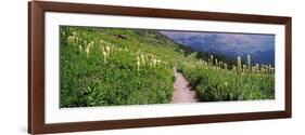 Hiking Trail with Beargrass (Xerophyllum Tenax) at Us Glacier National Park, Montana, USA-null-Framed Photographic Print