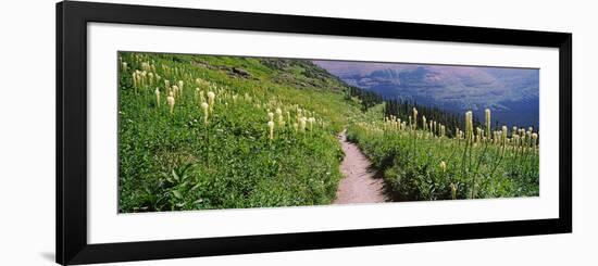 Hiking Trail with Beargrass (Xerophyllum Tenax) at Us Glacier National Park, Montana, USA-null-Framed Photographic Print