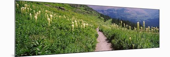 Hiking Trail with Beargrass (Xerophyllum Tenax) at Us Glacier National Park, Montana, USA-null-Mounted Photographic Print