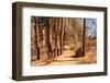 Hiking Trail-Wilsilver-Framed Photographic Print