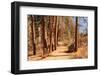 Hiking Trail-Wilsilver-Framed Photographic Print