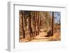 Hiking Trail-Wilsilver-Framed Photographic Print