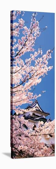 Hikone Castle W\Cherry Blossoms Shiga Japan-null-Stretched Canvas