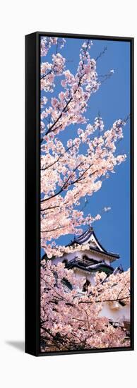 Hikone Castle W\Cherry Blossoms Shiga Japan-null-Framed Stretched Canvas