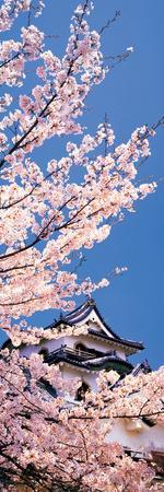https://imgc.allpostersimages.com/img/posters/hikone-castle-w-cherry-blossoms-shiga-japan_u-L-PNU09N0.jpg?artPerspective=n