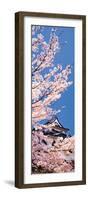 Hikone Castle W\Cherry Blossoms Shiga Japan-null-Framed Photographic Print