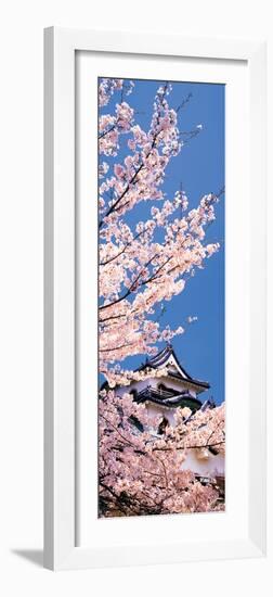 Hikone Castle W\Cherry Blossoms Shiga Japan-null-Framed Photographic Print