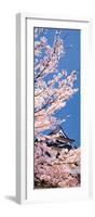 Hikone Castle W\Cherry Blossoms Shiga Japan-null-Framed Photographic Print