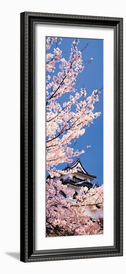 Hikone Castle W\Cherry Blossoms Shiga Japan-null-Framed Photographic Print