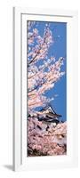 Hikone Castle W\Cherry Blossoms Shiga Japan-null-Framed Photographic Print